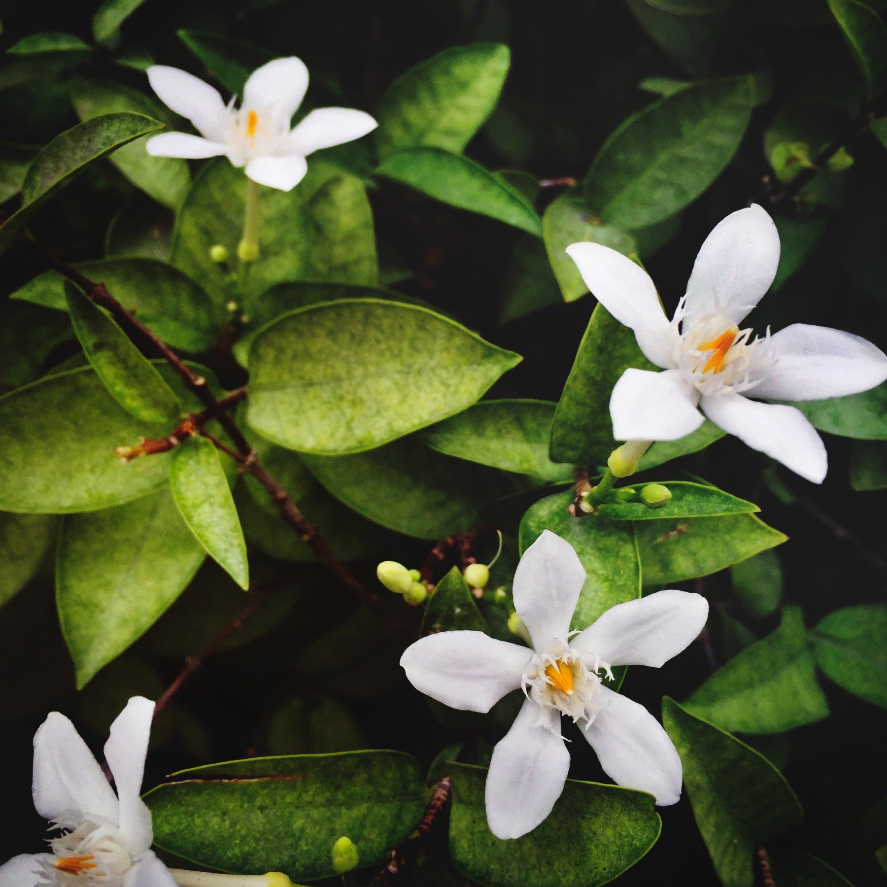 NEROLI EXTRACT
